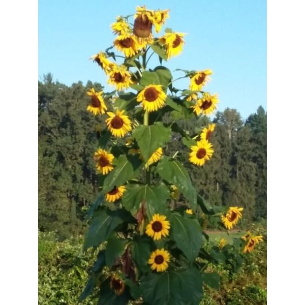 Russian Big Sunflower Seeds Large Bloom - Excellent Quality Selected 20+ Flower Seeds - Image 2