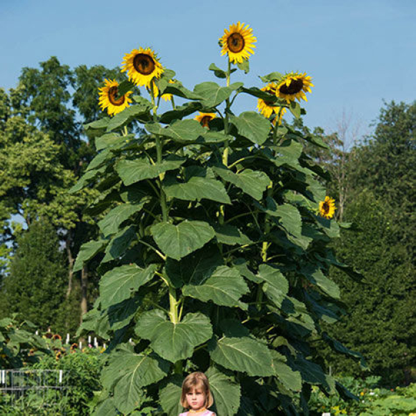 Russian Big Sunflower Seeds Large Bloom - Excellent Quality Selected 20+ Flower Seeds - Image 3