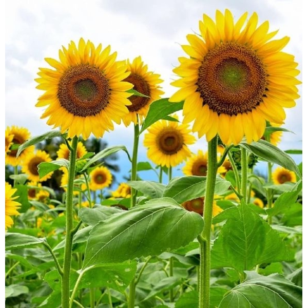Russian Big Sunflower Seeds Large Bloom - Excellent Quality Selected 20+ Flower Seeds - Image 4