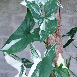 singonium alboverigatam plant