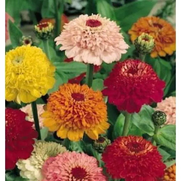 Somalian Zinnia Scabiosa Mixed (Hybrid) 20 Seeds For Garden And Balcony - Image 2
