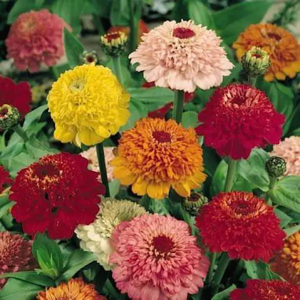 Somalian Zinnia Scabiosa Mixed (Hybrid) 20 Seeds For Garden And Balcony - Image 3