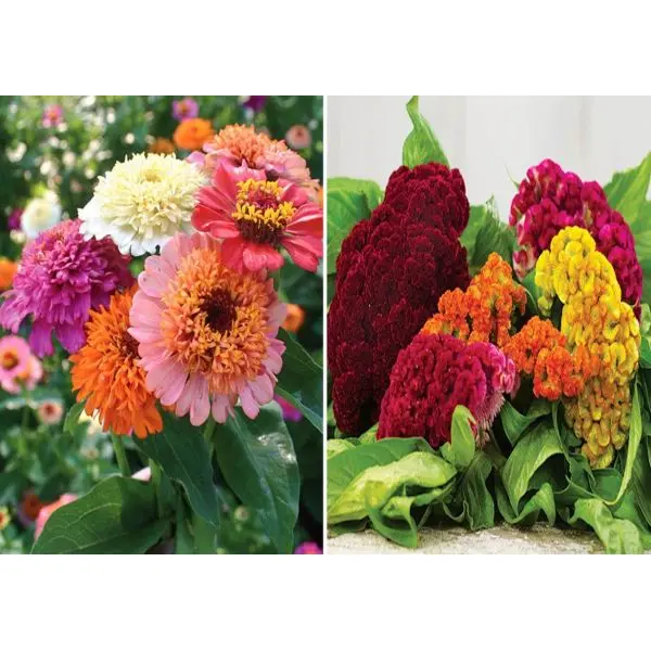 Somalian Zinnia Scabiosa Mixed (Hybrid) 20 Seeds For Garden And Balcony - Image 4