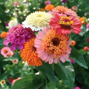Somalian Zinnia Scabiosa Mixed (Hybrid) 20 Seeds For Garden And Balcony
