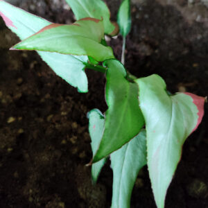 syngonium holly plant