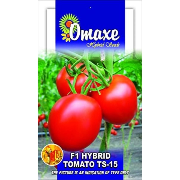 Tomato Seeds - Tomato F1 Hybrid (RED) TS-15 Hybrid 50 Plus Seeds - Image 2