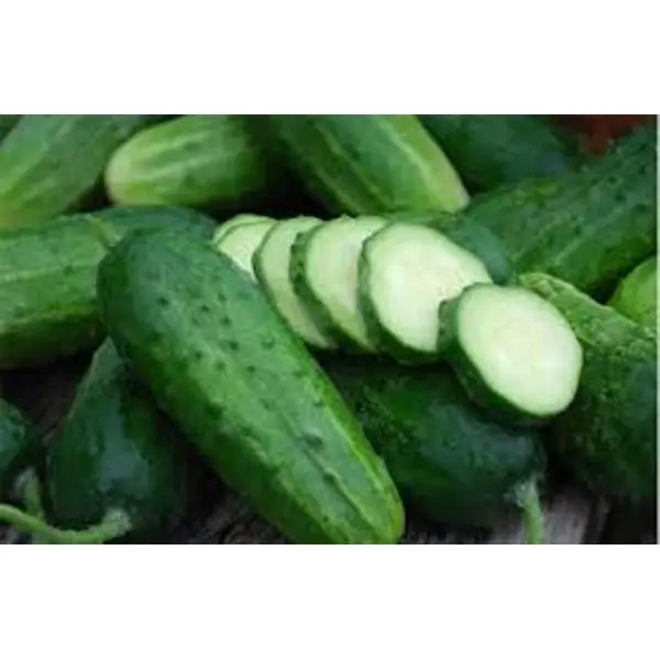 Treated Cucumber Seeds (Slicer Cucumbers Biostim Protected) -1 Gram - Image 2
