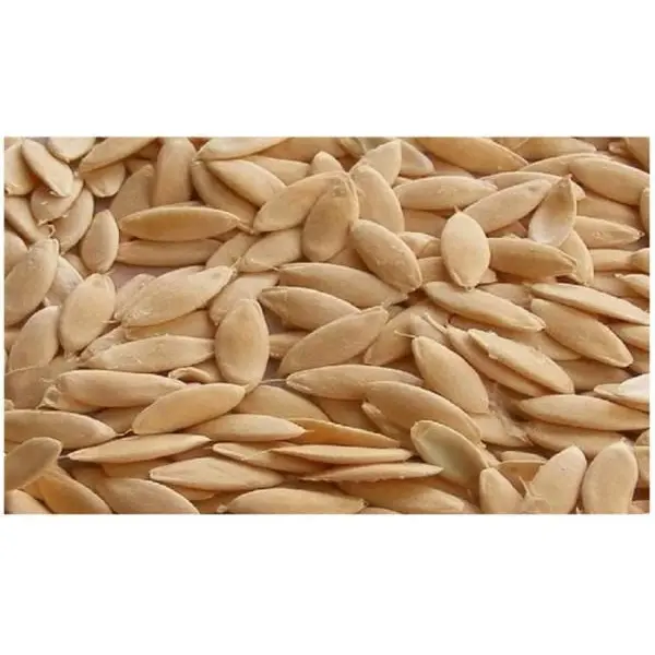 Treated Cucumber Seeds (Slicer Cucumbers Biostim Protected) -1 Gram - Image 3