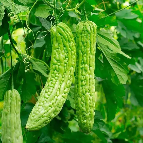 Vegetable Seed - 1 Packet Bar Karela Bitter Gourd Seeds By Savyata Stores For Kitchen Garden - Image 2