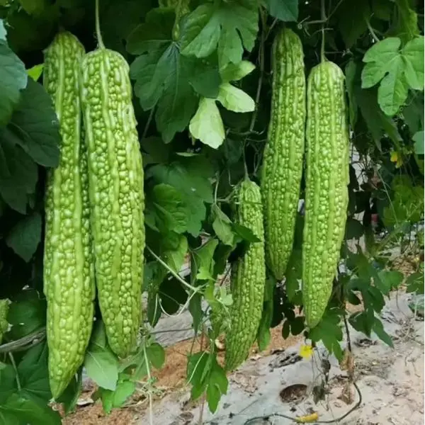 Vegetable Seed - 1 Packet Bar Karela Bitter Gourd Seeds By Savyata Stores For Kitchen Garden - Image 4