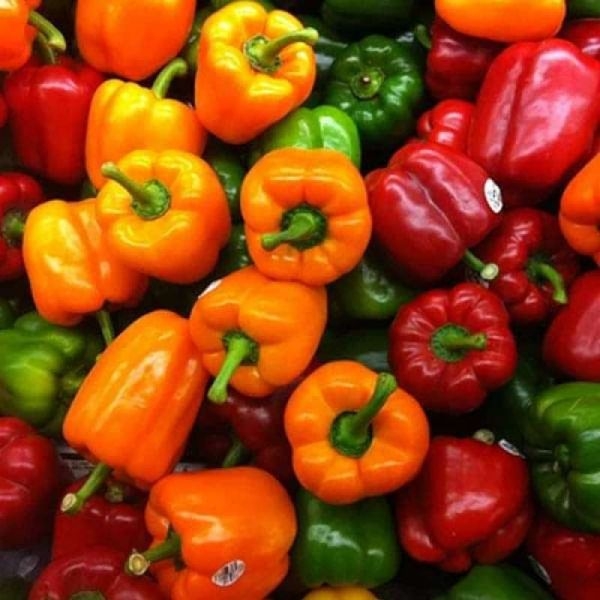 Vegetable Seed - 1 Packet BELLPEPPER MISTICANZA Omaxe Seeds By Savyata Stores For Kitchen Garden - Image 2