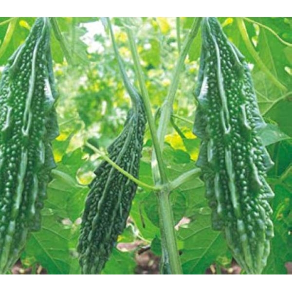 Vegetable Seed - 1 Packet Bitter Gourd Jhalri Seeds By Savyata Stores For Kitchen Garden - Image 2