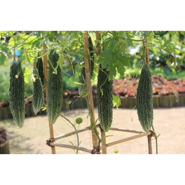 Vegetable Seed - 1 Packet Bitter Gourd Jhalri Seeds By Savyata Stores For Kitchen Garden - Image 3
