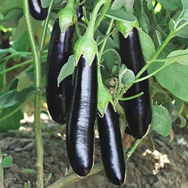 Vegetable Seed - 1 Packet Brinjal Black Long Seeds By Savyata Stores For Kitchen Garden - Image 2