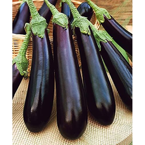 Vegetable Seed - 1 Packet Brinjal Black Long Seeds By Savyata Stores For Kitchen Garden - Image 3