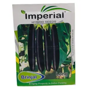 Vegetable Seed - 1 Packet Brinjal Black Long Seeds By Savyata Stores For Kitchen Garden
