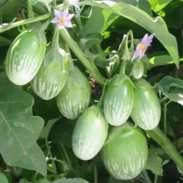 Vegetable Seed - 1 Packet Brinjal Green Is-5 Seeds By Savyata Stores For Kitchen Garden - Image 2
