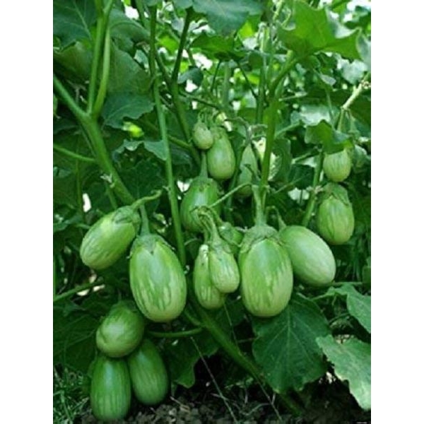 Vegetable Seed - 1 Packet Brinjal Green Is-5 Seeds By Savyata Stores For Kitchen Garden - Image 3