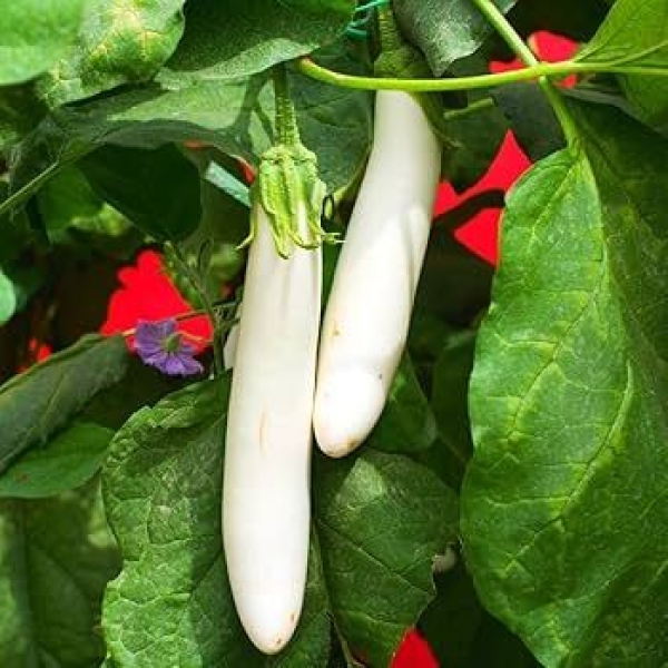 Vegetable Seed - 1 Packet Brinjal White Long.. Seeds By Savyata Stores For Kitchen Garden - Image 3