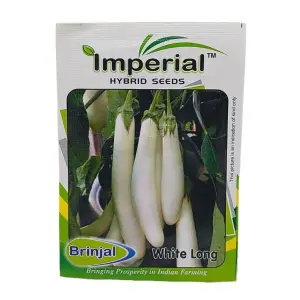 Vegetable Seed - 1 Packet Brinjal White Long.. Seeds By Savyata Stores For Kitchen Garden