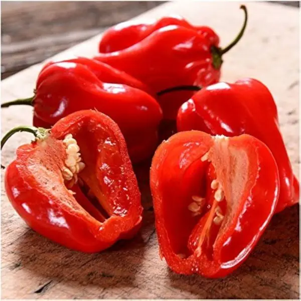 Vegetable Seed - 1 Packet CARIBBEAN RED HABANERO Omaxe Seeds By Savyata Stores For Kitchen Garden, HOTTEST CHILLY - Image 2