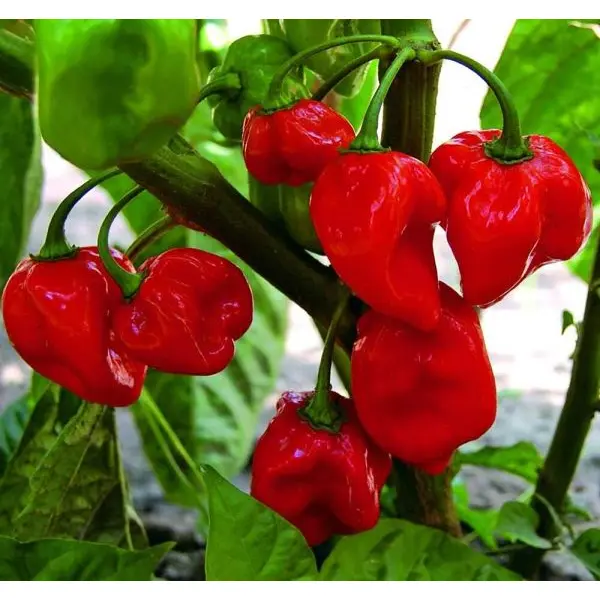 Vegetable Seed - 1 Packet CARIBBEAN RED HABANERO Omaxe Seeds By Savyata Stores For Kitchen Garden, HOTTEST CHILLY - Image 3