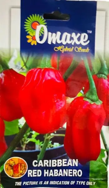 Vegetable Seed - 1 Packet CARIBBEAN RED HABANERO Omaxe Seeds By Savyata Stores For Kitchen Garden, HOTTEST CHILLY