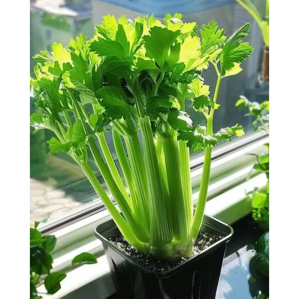 Vegetable Seed - 1 Packet CELERY IMPORTED Omaxe Seeds By Savyata Stores For Kitchen Garden - Image 2