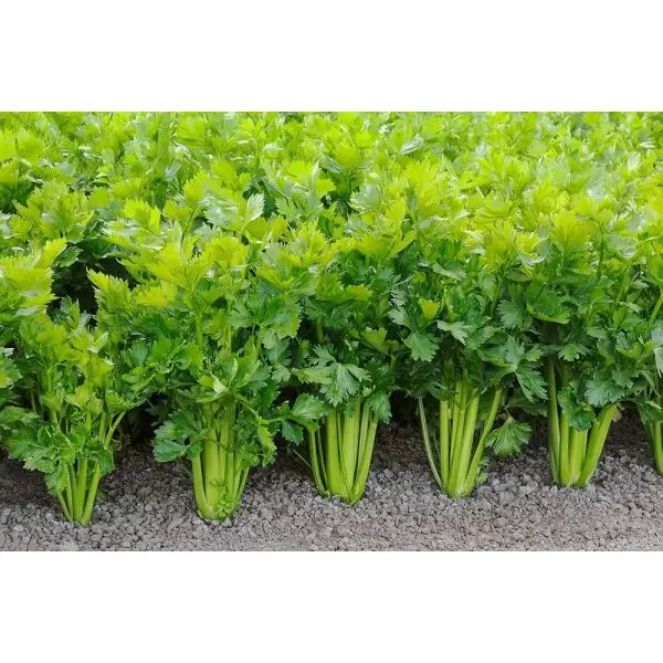 Vegetable Seed - 1 Packet CELERY IMPORTED Omaxe Seeds By Savyata Stores For Kitchen Garden - Image 3