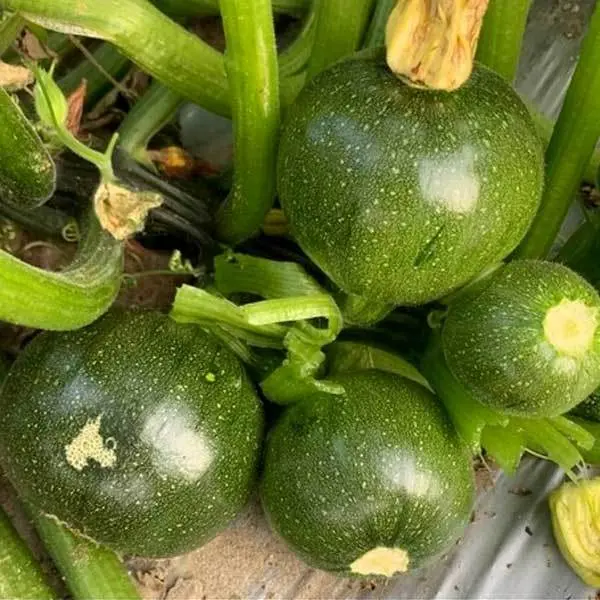 Vegetable Seed - 1 Packet F1 AAYAN SUMMER SQUACH Omaxe Seeds By Savyata Stores For Kitchen Garden - Image 2