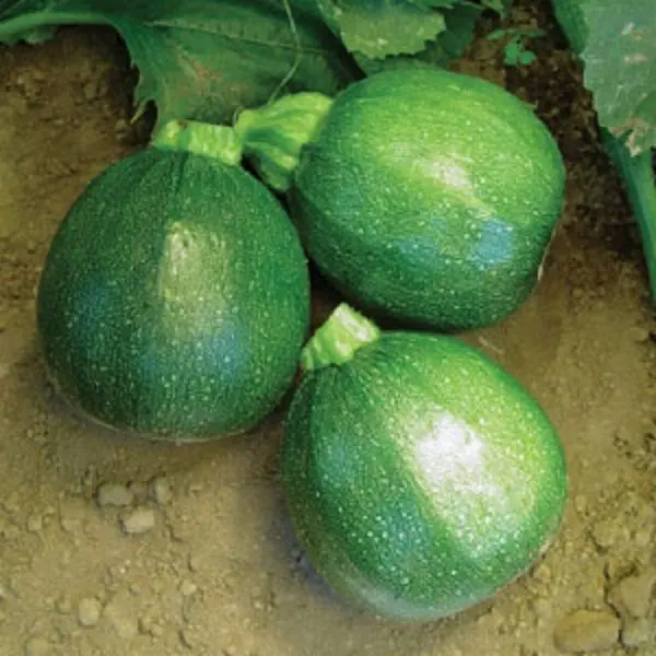 Vegetable Seed - 1 Packet F1 AAYAN SUMMER SQUACH Omaxe Seeds By Savyata Stores For Kitchen Garden - Image 3