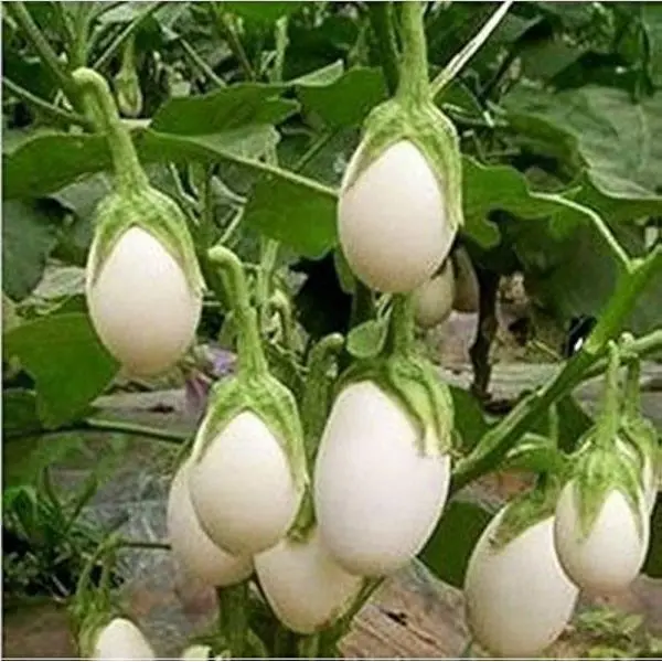 Vegetable Seed - 1 Packet F1 BRINJAL AVEO ROUND Omaxe Seeds By Savyata Stores For Kitchen Garden - Image 2