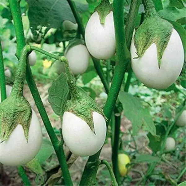 Vegetable Seed - 1 Packet F1 BRINJAL AVEO ROUND Omaxe Seeds By Savyata Stores For Kitchen Garden - Image 3