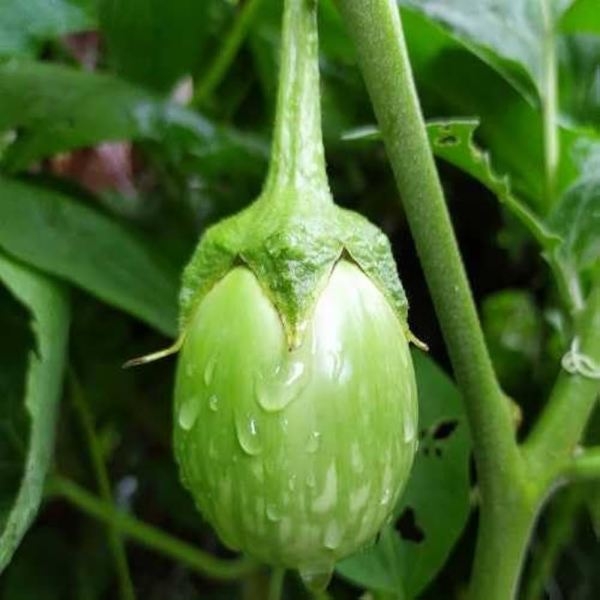 Vegetable Seed - 1 Packet F1 BRINJAL GREEN OS 995 Omaxe Seeds By Savyata Stores For Kitchen Garden - Image 2