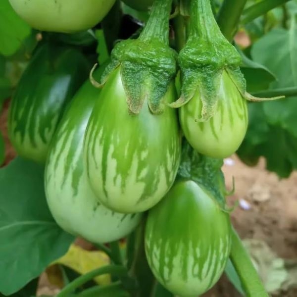 Vegetable Seed - 1 Packet F1 BRINJAL GREEN OS 995 Omaxe Seeds By Savyata Stores For Kitchen Garden - Image 3