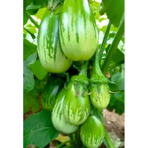 Vegetable Seed - 1 Packet F1 BRINJAL GREEN OS 995 Omaxe Seeds By Savyata Stores For Kitchen Garden - Image 4