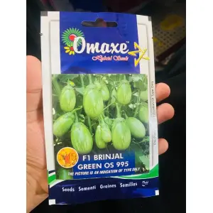 Vegetable Seed - 1 Packet F1 BRINJAL GREEN OS 995 Omaxe Seeds By Savyata Stores For Kitchen Garden