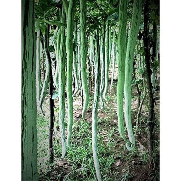 Vegetable Seed - 1 Packet F1 CHICHINDA 10 SNAKE GOURD Omaxe Seeds By Savyata Stores For Kitchen Garden - Image 2