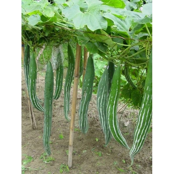 Vegetable Seed - 1 Packet F1 CHICHINDA 10 SNAKE GOURD Omaxe Seeds By Savyata Stores For Kitchen Garden - Image 3