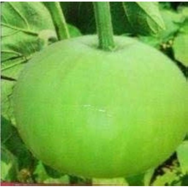 Vegetable Seed - 1 Packet F1 LIYA ROUND BOTTLE GOURD Omaxe Seeds By Savyata Stores For Kitchen Garden - Image 2