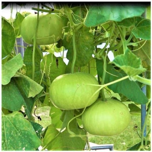 Vegetable Seed - 1 Packet F1 LIYA ROUND BOTTLE GOURD Omaxe Seeds By Savyata Stores For Kitchen Garden - Image 3