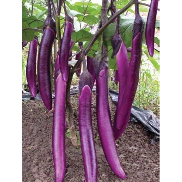 Vegetable Seed - 1 Packet F1 LONG F1 HYBRID BRINJAL Omaxe Seeds By Savyata Stores For Kitchen Garden - Image 2