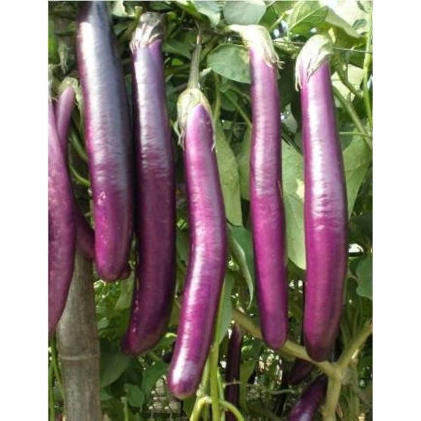 Vegetable Seed - 1 Packet F1 LONG F1 HYBRID BRINJAL Omaxe Seeds By Savyata Stores For Kitchen Garden - Image 3