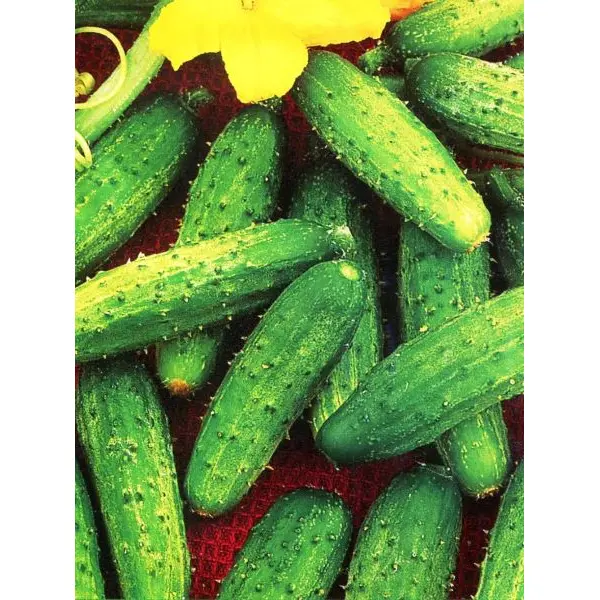 Vegetable Seed - 1 Packet GHERKING PICKLING CUCUMBER Omaxe Seeds By Savyata Stores For Kitchen Garden - Image 2