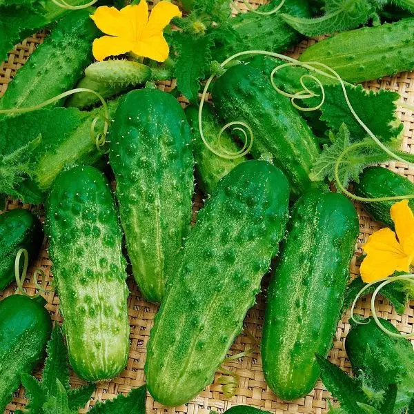 Vegetable Seed - 1 Packet GHERKING PICKLING CUCUMBER Omaxe Seeds By Savyata Stores For Kitchen Garden - Image 3