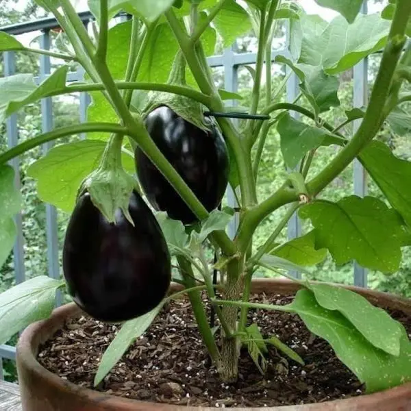 Vegetable Seed - 1 Packet O F1 BRINJAL BABU SONA maxe Seeds By Savyata Stores For Kitchen Garden - Image 3