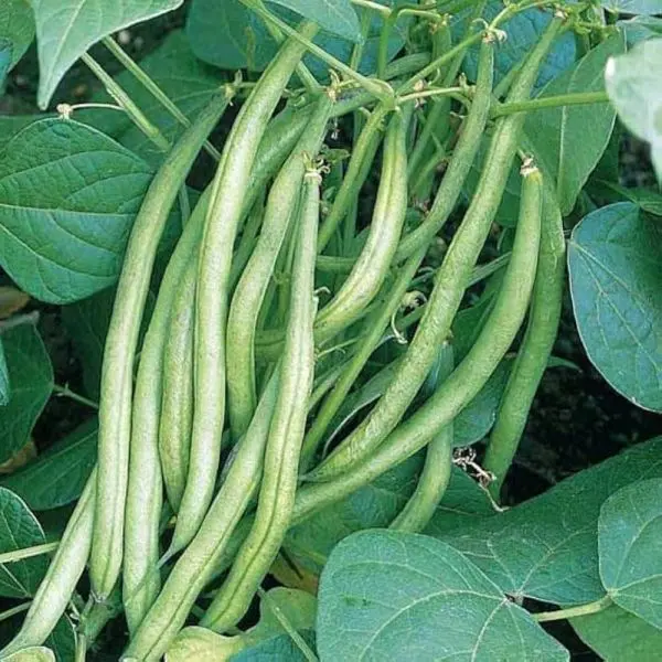 Vegetable Seed - 1 Packet SELECTED POLO BEANS SANCHI Omaxe Seeds By Savyata Stores For Kitchen Garden - Image 2