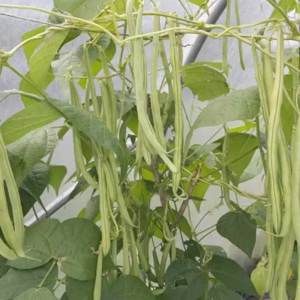 Vegetable Seed - 1 Packet SELECTED POLO BEANS SANCHI Omaxe Seeds By Savyata Stores For Kitchen Garden - Image 3