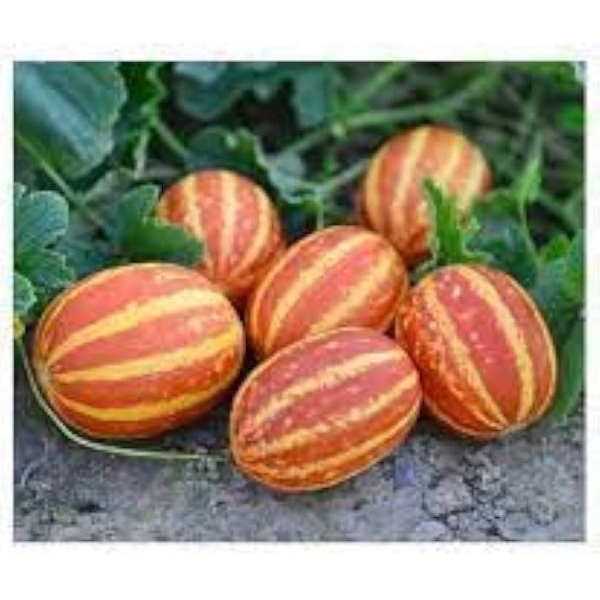 Vegetable Seed - 1 Packet Sendh Kachri Seeds By Savyata Stores For Kitchen Garden - Image 3