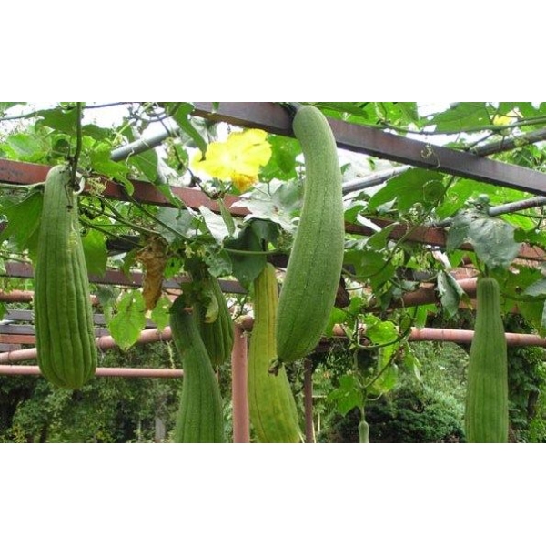 Vegetable Seed - 1 Packet Sponge Gourd Agri Chikni Seeds By Savyata Stores For Kitchen Garden - Image 2
